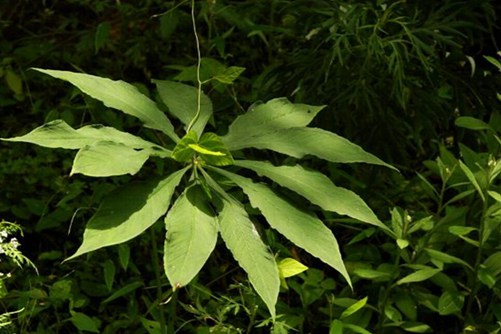 莱附子欧美大片黑寡妇免费观看，深藏山野的神秘草药，揭开中医瑰宝的面纱